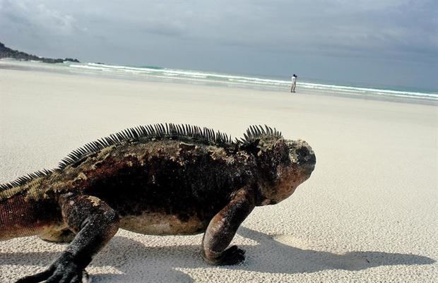 Una iguana marina camina por la playa Tortuga Bay del Parque Nacional Galápagos en la isla Santa Cruz del archipiélago de las islas Galápagos, situado a mil kilómetros de las costas continentales de Ecuador. 