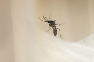 Suben a 22 las muertes por dengue en República Dominicana