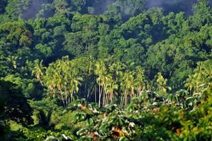 Panamá ayuda a predecir mejor la liberación de CO2 debido a la deforestación