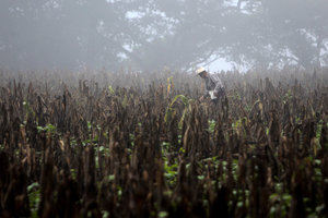 FAO: El cambio climático lastra la lucha contra la pobreza rural en Centroamérica