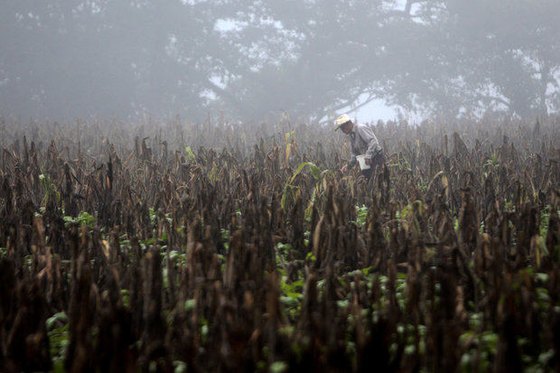 Según los últimos datos de la Comisión Económica para América Latina y el Caribe (Cepal), el 82 % de la población rural de Honduras vive en situación pobreza, lo que le convierte en el país con la tasa más alta de Centroamérica, seguido de Guatemala (77 %), Nicaragua (65 %), El Salvador (49 %), Panamá (41 %) y Costa Rica (22 %).