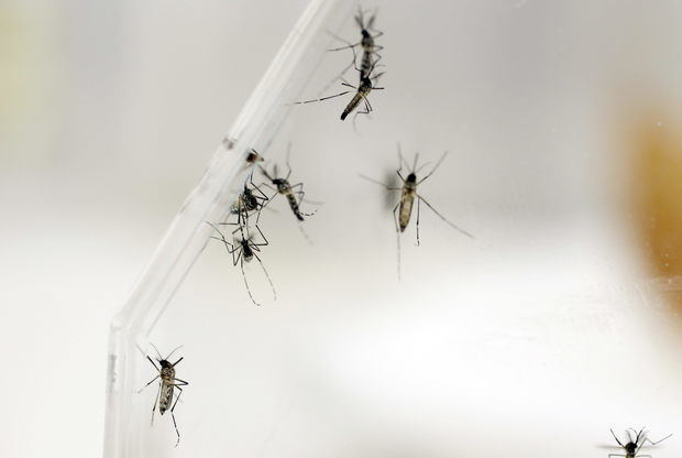 Imagen de varios mosquitos Aedes Aegypti en el laboratorio del departamento de Entomología del Centro para el Control y Prevención de las Enfermedades (CDC), en San Juan (Puerto Rico). 