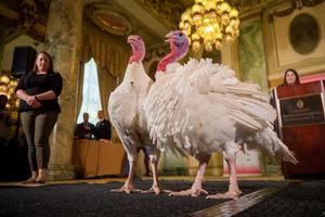 Bread y Butter, los pavos futboleros que esperan el indulto de Trump