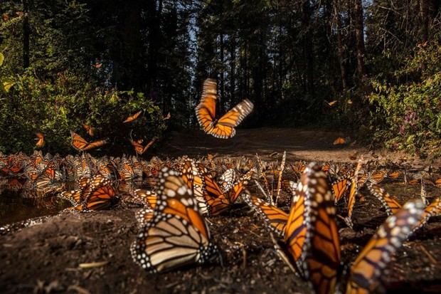 Mariposas.