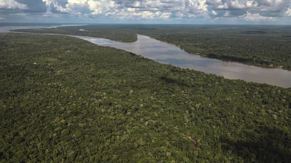 Bosques del Amazonas.