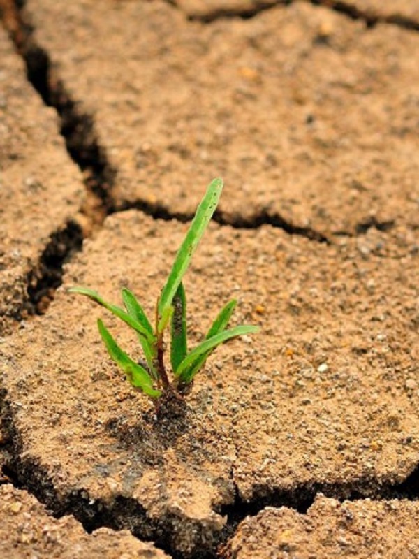 Efectos del cambio climático