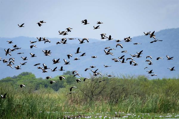 La primera iniciativa es la creación de una ley de biodiversidad que establezca que los objetivos de protección y de restauración de la naturaleza sean de obligado cumplimiento, de manera similar a lo que hace la Ley Europea del Clima con los objetivos de emisiones de gases invernaderos. 
