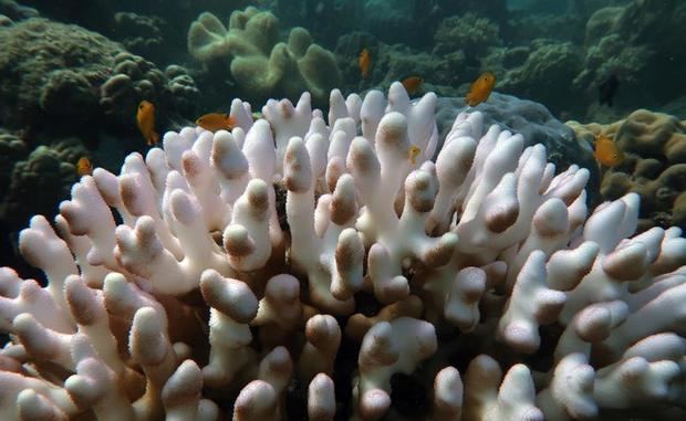 La Gran Barrera de coral sufre el peor blanqueo masivo de los últimos años