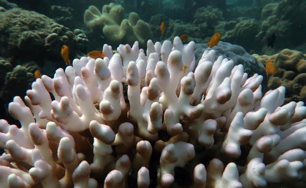 La Gran Barrera de Arrecifes, el mayor sistema coralino del mundo y situado en el nordeste de Australia, sufre el peor blanqueo de corales de los últimos años, alertó en un comunicado Terry Hugues, director del australiano Centro de Excelencia de Estudios de Arrecifes de Coral de la Universidad James Cook. En la foto, detalle de la Gran Barrera de Corales.