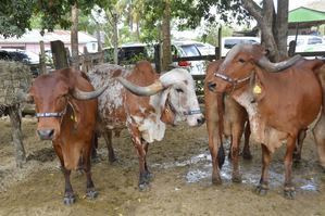 El Bagrícola financia en subasta compra de ganado de alto valor genético a tasa cero