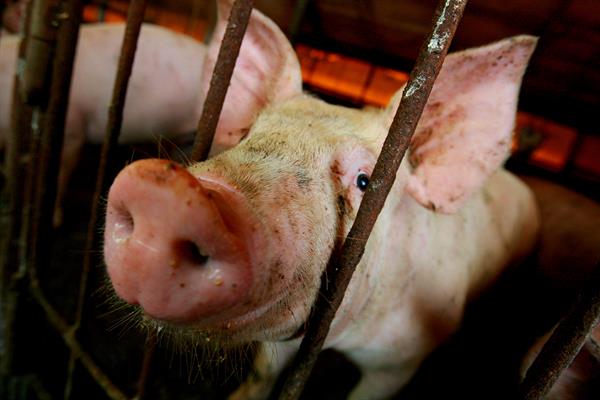 El brote de peste porcina africana se extiende a 11 provincias dominicanas