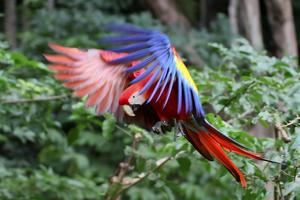 Liberan diez guacamayas rojas, ave en peligro de extinción en Honduras