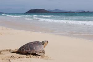 Ecuador busca preservar la anidación de tortugas marinas
