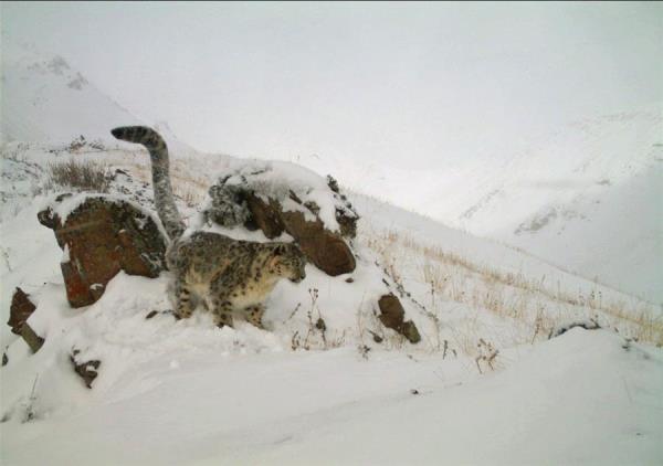 El cambio climático ha reducido el hábitat del leopardo de las nieves, especie amenazada de Asia Central.