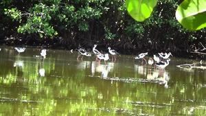 Aves Humedales Nigua.