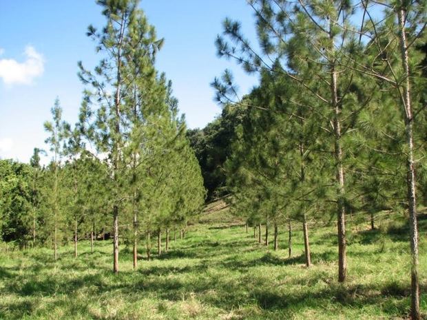 El Plan Sierra lleva por el Plan Sierra más 40 años de esfuerzos de reforestación en la Cordillera Central.
