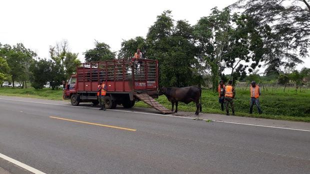 Instituciones desarrollan operativo de orientación de movilidad animal 