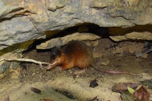 Solenodonte amplia lista de especies en el Monumento Natural ‘Saltos de la Damajagua’