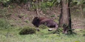 Nace un bisonte por primera vez en el país