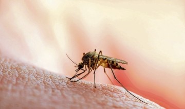 Se registran 8,340 casos de dengue, 