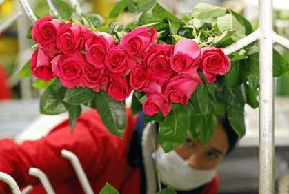 Colombia florece para exportar 'emociones' al mundo en San Valentín.