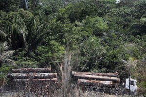 Estimaciones apuntan a una deforestación récord de la Amazoní­a brasileña