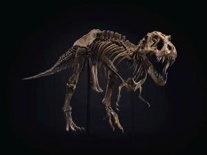 El T. Rex Stan arrasa en Nueva York y se subasta por 32 millones de dólares