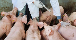 Gobierno ha entregado 73,5 millones de pesos en compensación a porcicultores
