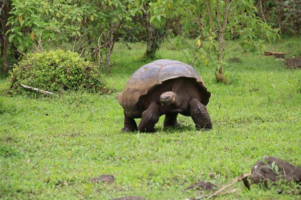 Vista de tortugas galápagos en la hacienda Primicias, el 14 de noviembre de 2021 en la Isla Santa Cruz, Galápagos (Ecuador).