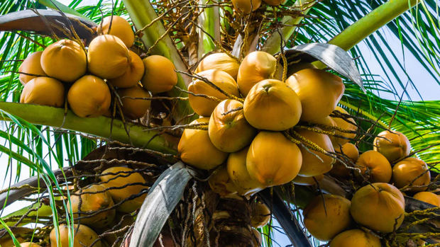 Galván sostiene un solo cocotero puede producir cerca de 200 cocos anualmente, lo que representaría un ingreso para el agricultor de más de RD$5,000 por planta al año.