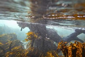 El mundo busca cerrar por fin un tratado para proteger la alta mar