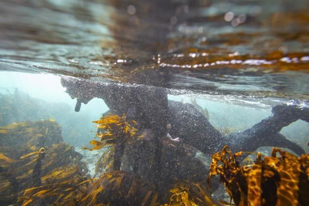 El mundo busca cerrar por fin un tratado para proteger la alta mar.