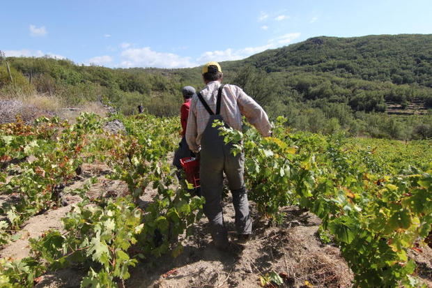 La vendimia en la D.O. Sierra de Salamanca se ha adelantado en 2022. 