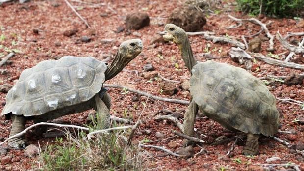 Fotografía sin fechar y cedida por el Parque Nacional Galápagos (PNG) que muestra la liberación de 191 tortugas gigantes juveniles, en la isla Santa Fe, en el centro del archipiélago de Galápagos, Ecuador.