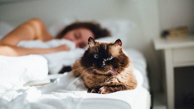 Comprueban científicamente que tener perro o gato puede provocar problemas del sueño.