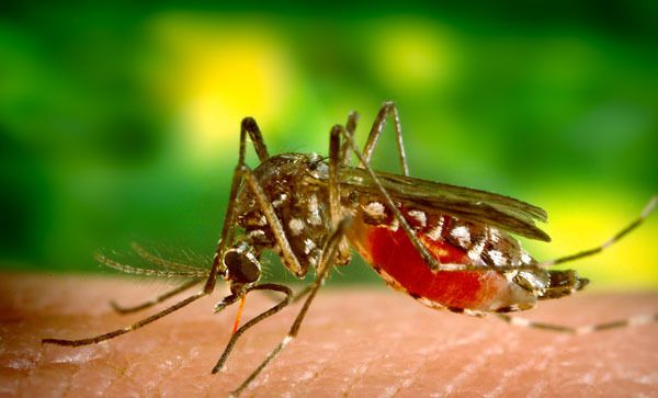 Los inicios del control del mosquito: Su historia (1ra parte)