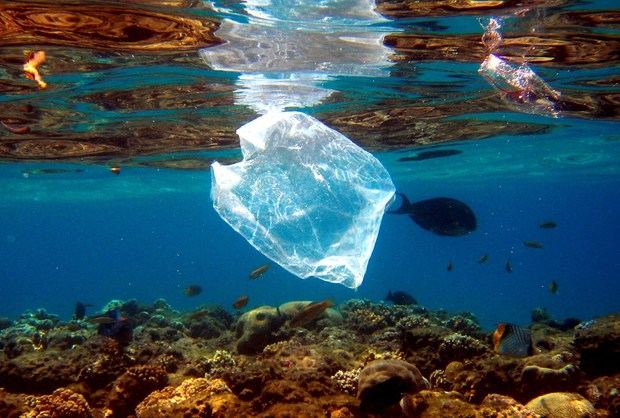 Peces nadan alrededor de una bolsa de plástico en el Mar Rojo. Archivo.