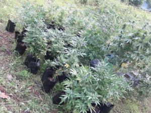 DNCD decomisa plantacion de marihuana en Hato Mayor