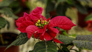 Poinsettia, Flor de Pascua.