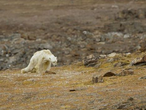 El mamífero murió días después por la falta de comida.