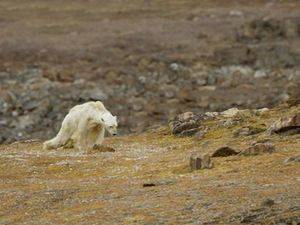 La imagen desgarradora del cambio climático: el oso polar famélico buscando comida