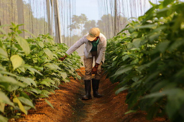 Four Seasons Tropicalia está diseñado para cumplir con la certificación LEED, un reconocimiento internacional que evalúa los edificios sostenibles a nivel mundial.