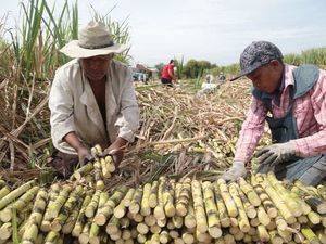 IAD entrega 4.5 millones de pesos a 85 productores zafra cañera de Baiguá