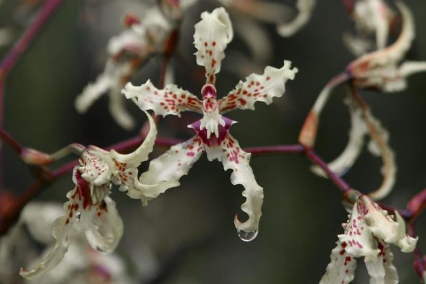 El Ministerio de Ambiente, Agua y Transición Ecológica de Ecuador elaboró un manual para la identificación de orquídeas endémicas del país andino. En la imagen un registro de archivo de una orquídea nativa, en Tena, Ecuador.