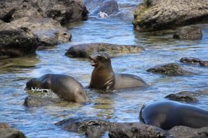 Galápagos, entre los embates de la pandemia y restricciones medioambientales