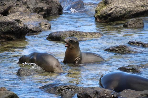 Unos lobos marinos nadan cerca de la playa los Marinos, el 21 de agosto de 2021, en la isla San Cristóbal, Archipiélago Galápagos, Ecuador.