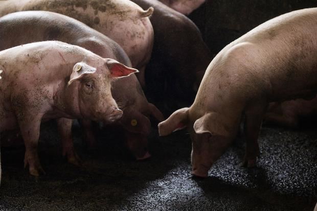 La peste porcina africana se convierte en una amenaza para América