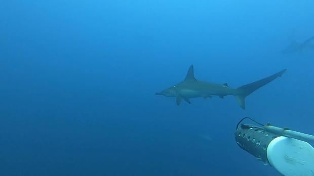 CIENCIA  (tecnología, mundo verde, salud) 
Los montes submarinos son zonas 'calientes' de biodiversidad en Costa Rica.