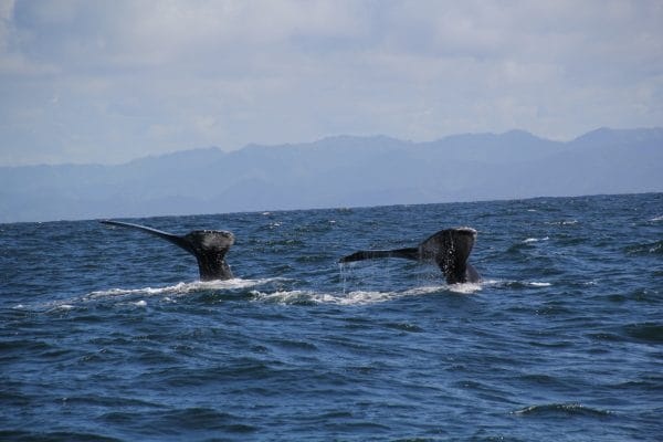 Ballenas