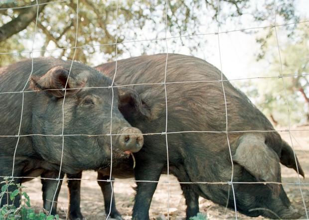 Canadá aumenta controles tras brote de peste porcina en República Dominicana